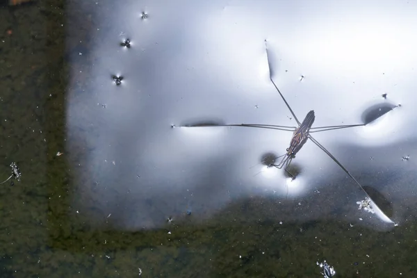Wasserläufer Insekten Auf Der Wasseroberfläche — Stockfoto