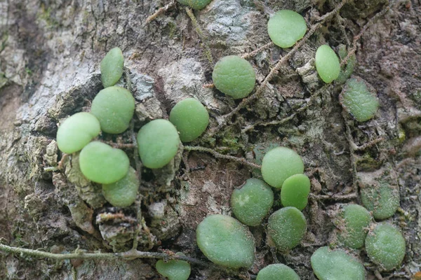 Tæt Skud Dragon Scale Bregne - Stock-foto