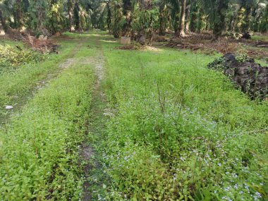 Hurma ağacının gövdesi yere saçılmış..