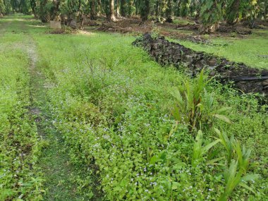 Hurma ağacının gövdesi yere saçılmış..