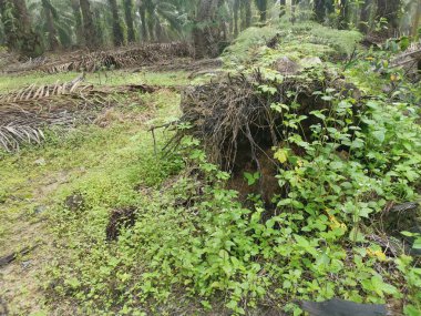 Hurma ağacının gövdesi yere saçılmış..