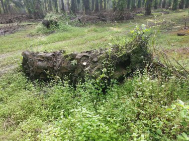 Hurma ağacının gövdesi yere saçılmış..