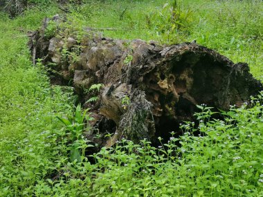 Hurma ağacının gövdesi yere saçılmış..