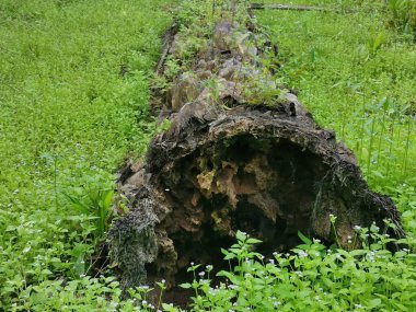 Hurma ağacının gövdesi yere saçılmış..