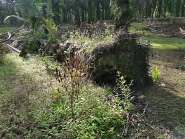 Hurma ağacının gövdesi yere saçılmış..
