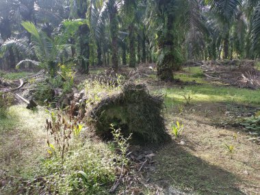 Hurma ağacının gövdesi yere saçılmış..