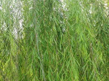 leafy weeping willow by the street. clipart
