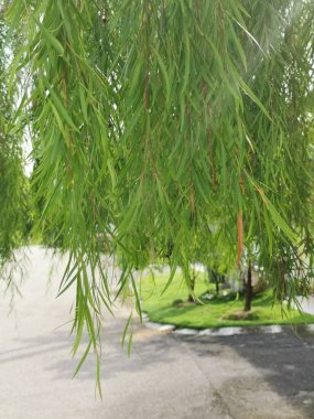 leafy weeping willow by the street. clipart