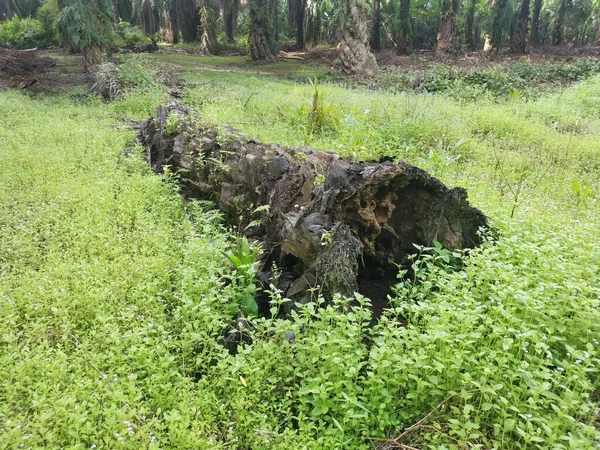 collapsed palm oil tree trunk decaying on the ground.