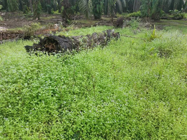 쓰러진 야자유 나무줄기가 땅에서 — 스톡 사진