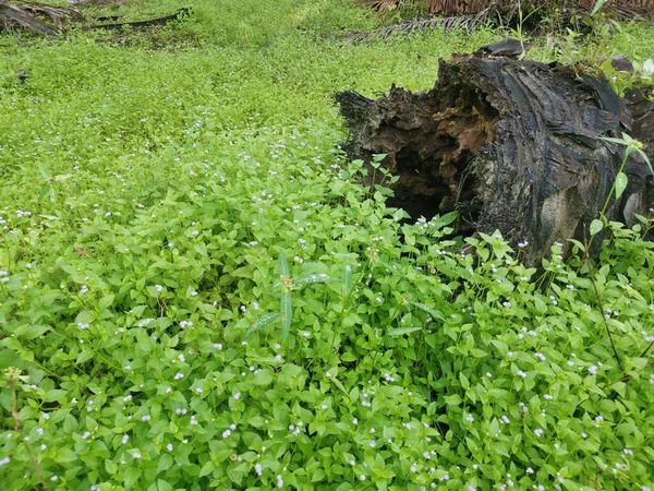 Zhroucený Kmen Palmového Oleje Rozkládající Zemi — Stock fotografie