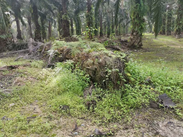 collapsed palm oil tree trunk decaying on the ground.