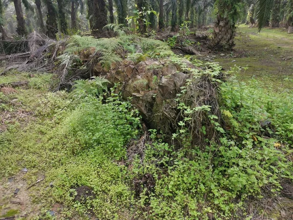 collapsed palm oil tree trunk decaying on the ground.