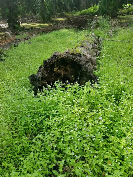 collapsed palm oil tree trunk decaying on the ground.