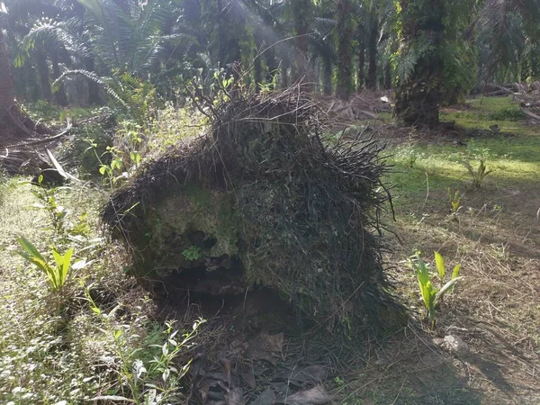 collapsed palm oil tree trunk decaying on the ground.