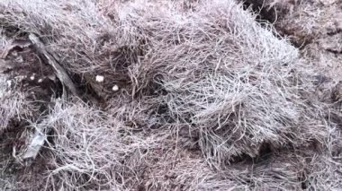 Hurma ağacının gövdesinde çürüme var. 