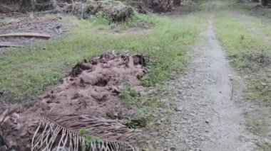 Hurma ağacının gövdesinde çürüme var. 