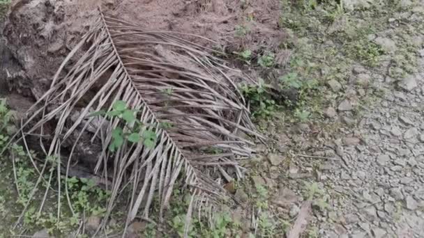 Descomposición Fibra Del Tronco Del Árbol Del Aceite Palma — Vídeos de Stock