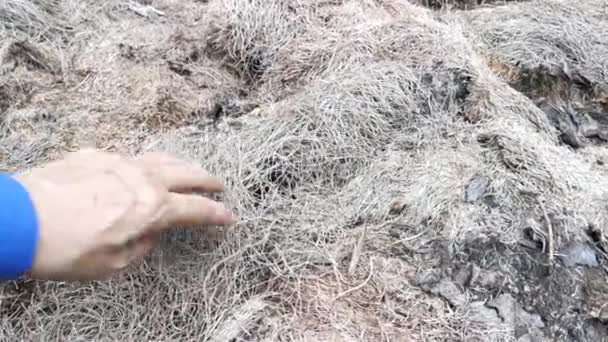 야자유 나무줄기의 섬유질 — 비디오