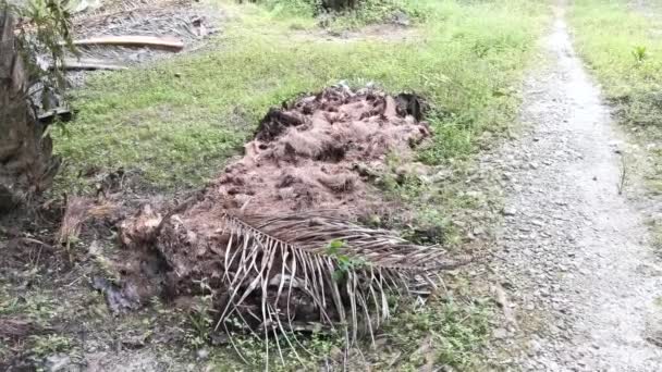 Rozpad Włókien Pnia Drzewa Palmowego — Wideo stockowe