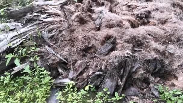 Fibre Decay Palm Oil Tree Trunk — Stock Video