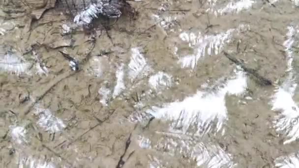 水纹昆虫在晶莹清澈的水面上 — 图库视频影像