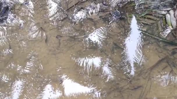 Struisvogelinsect Het Oppervlak Van Het Vuile Krijtachtige Water — Stockvideo