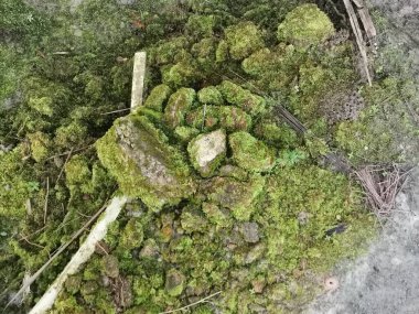 Her yeri kaplayan yosunlar.