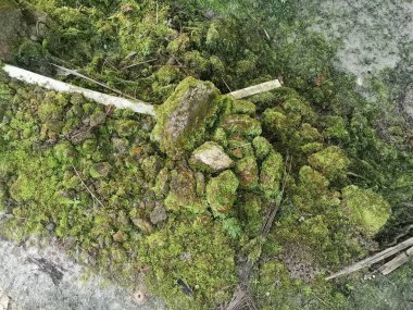 Her yeri kaplayan yosunlar.