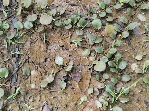 龙鳞蕨类在地上爬行 — 图库照片
