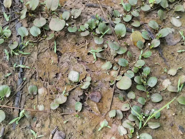 Helecho Escala Del Dragón Arrastrándose Por Suelo — Foto de Stock