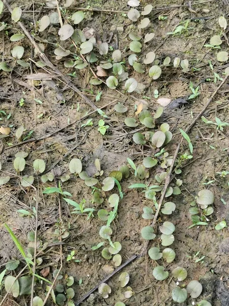 Helecho Escala Del Dragón Arrastrándose Por Suelo — Foto de Stock