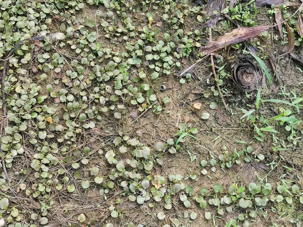 Helecho Escala Del Dragón Arrastrándose Por Suelo — Foto de Stock