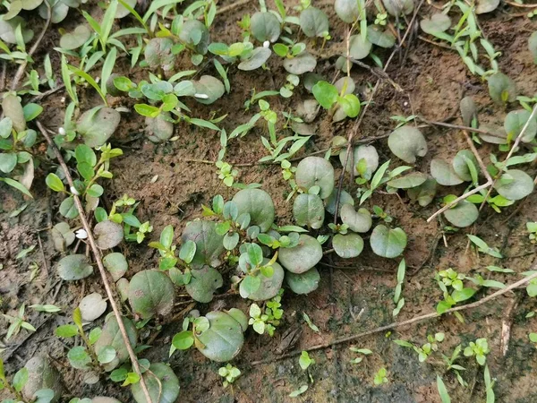 Dragon Scale Fern Kruipend Grond — Stockfoto