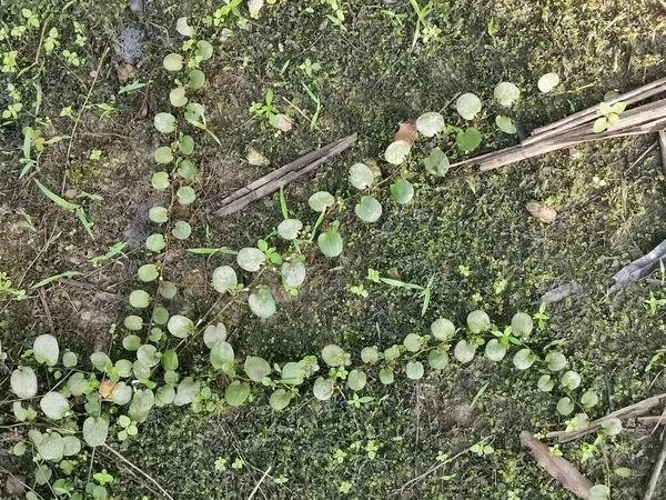 Helecho Escala Del Dragón Arrastrándose Por Suelo — Foto de Stock