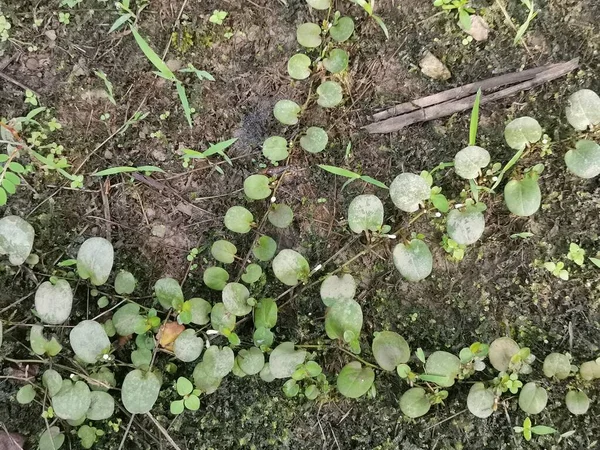 龙鳞蕨类在地上爬行 — 图库照片