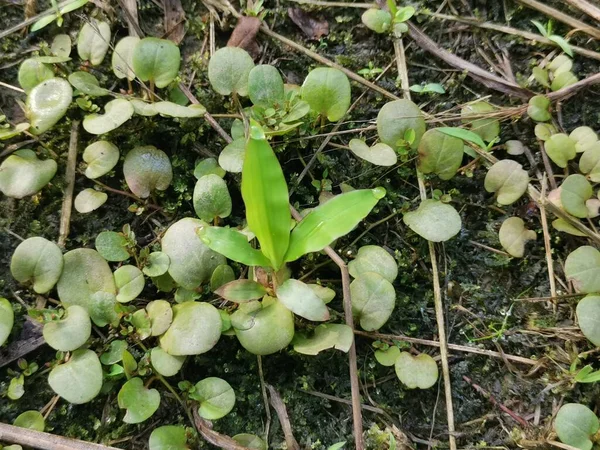 Dragon Scale Fern Kruipend Grond — Stockfoto