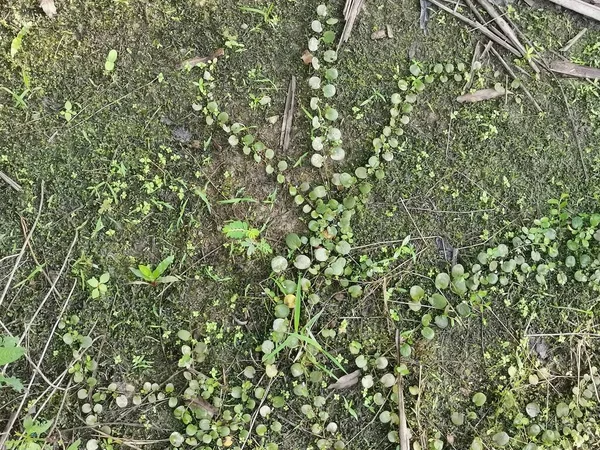 Dragon Scale Fern Crawling Ground — Stock Photo, Image