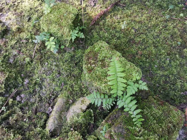 Mousse Verte Sauvage Recouvrant Sol — Photo