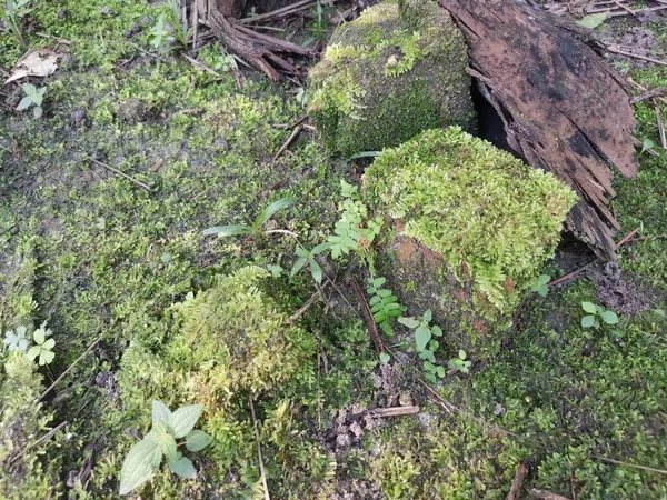 覆盖地面的野生绿色苔藓 — 图库照片