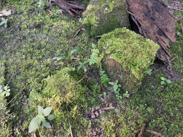 Het Wilde Groene Mos Dat Grond Bedekt — Stockfoto