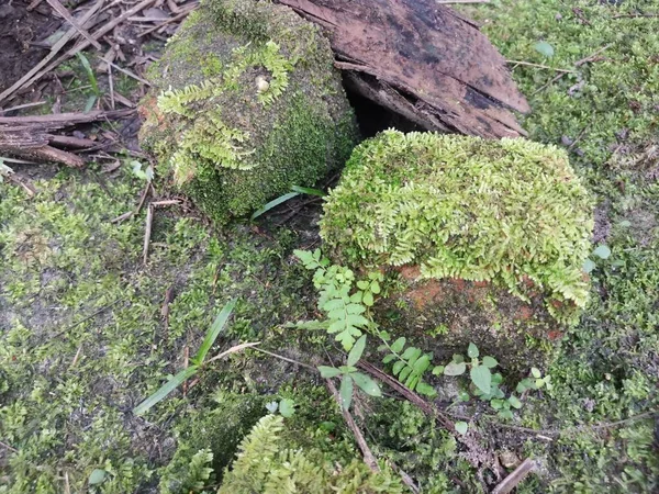 the wild green moss covering the ground