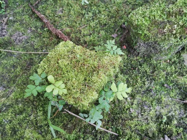 Het Wilde Groene Mos Dat Grond Bedekt — Stockfoto