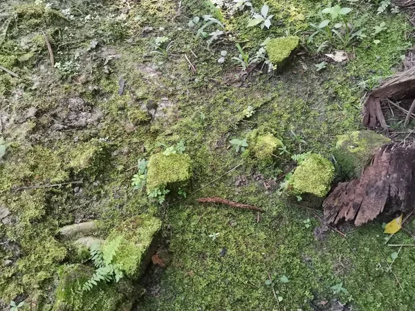 Musgo Verde Selvagem Que Cobre Solo — Fotografia de Stock