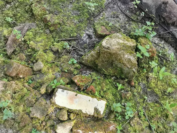 Musgo Verde Selvagem Que Cobre Solo — Fotografia de Stock