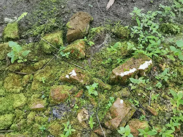 Musgo Verde Salvaje Que Cubre Suelo — Foto de Stock