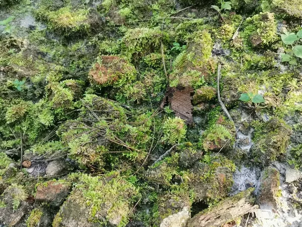 Das Wilde Grüne Moos Bedeckt Den Boden — Stockfoto