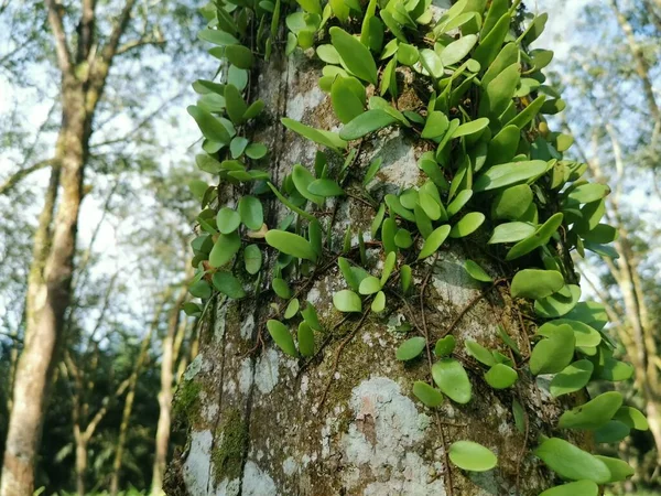 Der Drachenschuppenfarn Kriecht Auf Der Baumrinde — Stockfoto