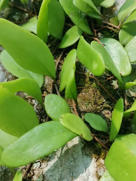 Der Drachenschuppenfarn Kriecht Auf Der Baumrinde — Stockfoto