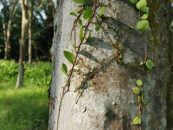 Dragon Scale Fern Merangkak Pohon — Stok Foto